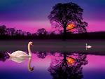 Swans in the night