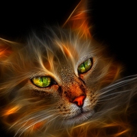 CAT GLOW