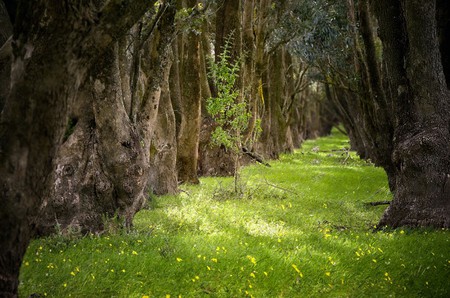 A Younger Among The Elders - forest, tree, gras, way