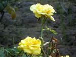 yellow roses