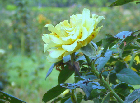 Yellow rose - flowers, yellow, nature, rose