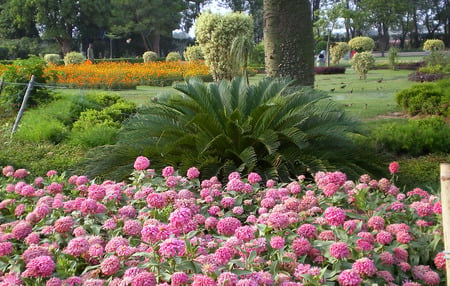 Zinias - nature, zinias, flowers