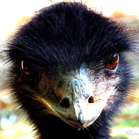 Beautiful and close ostrich