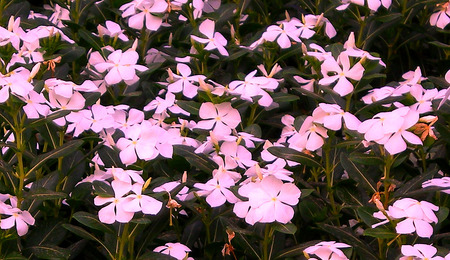 Pink flowers - flowers, pink, nature