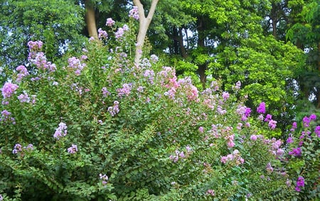 Crepe mytle - nature, flowers, crepe mytle