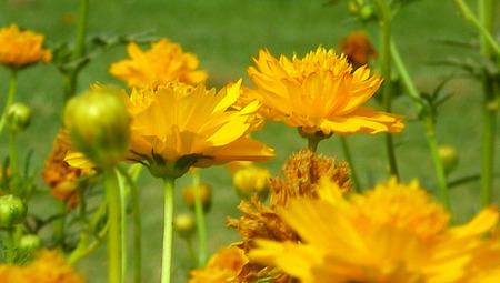 Yellow flowers - flowers, yellow, nature