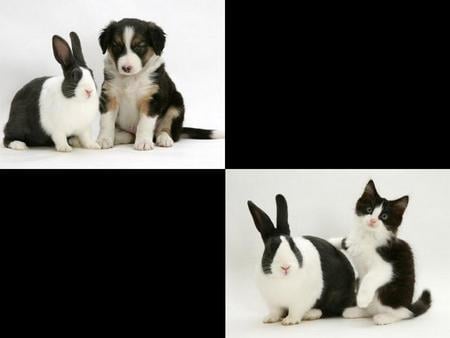 BLACK AND WHITE - white, rabbit, puppy, cat, funny, sweet, cute, black