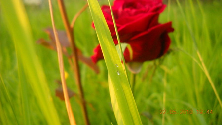 Love Rose - drop, love, grass, rose