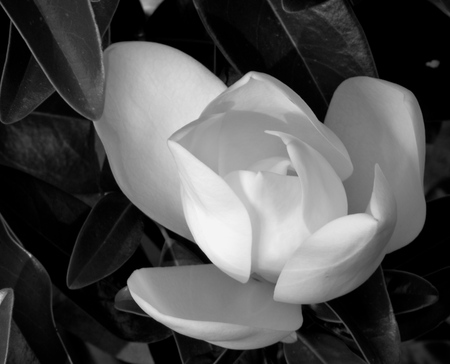 Pure Innocence - magnolia, white, photography, innocence, black and white, flower