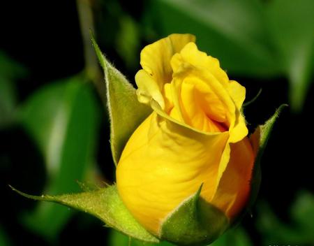 Forever Yellow - bloom, yellow, blossom, forever, rose, rosebud