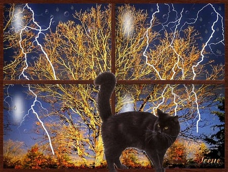 Black cat at window - holloween, lightning, cat, storm