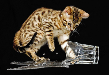 Ollister - glass, water, kitten, bengal cat, cat, waterglass