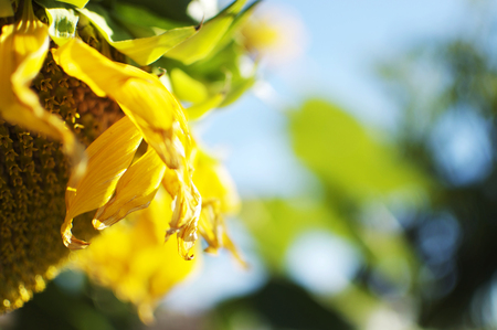 Fading Summer - colorful, bokeh, depth of field, sunflower, summer