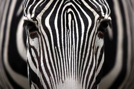 Horse Of A Different Color - different, zebras, color, horse, animals