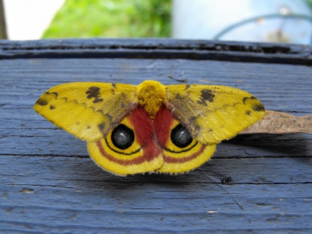 Yellow moth - yellow, bug, red, moth