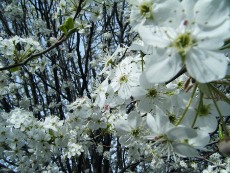 Forest of flowers - relax, flowers, trees, white, nature, blue, sky