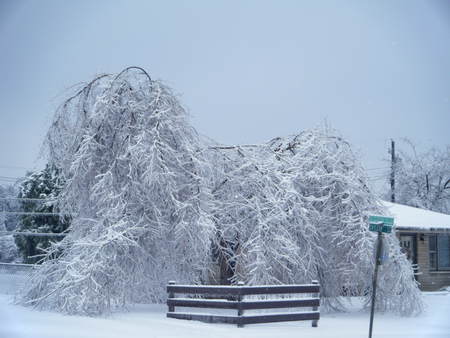 Bow down - white, ice, cold, snow, winter, tree, ice storm