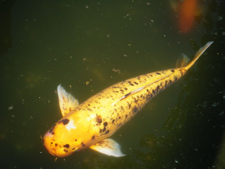 Koi 2 - swim, koi fish, water, orange, japanese, pond