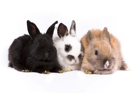 Bunnies - fluffy, friendly, cute, bunnies, cuddley