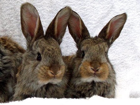 Twins - fluffy, cute, rabbits, twins