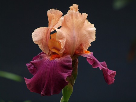 Bearded Iris - pretty, purple and peach, flower, iris