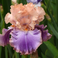 Beautiful Iris