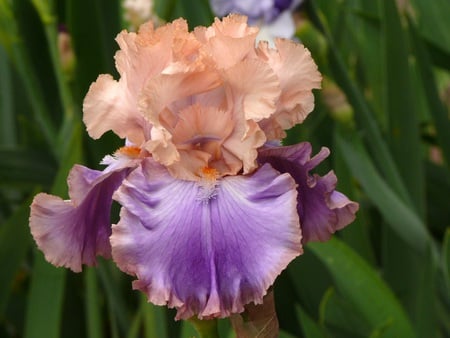 Beautiful Iris - floral, flower, beautiful, iris