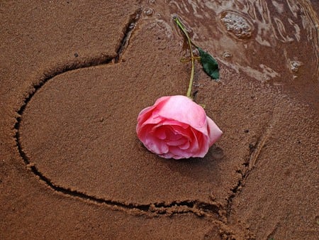 heart - flower, rose, pink, cool, water, beautiful, photo, beach, love, romance, sand, nice, heart, photography, sea, nature