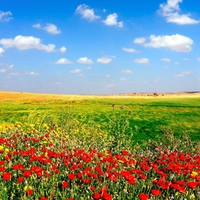 Field Of Flowers