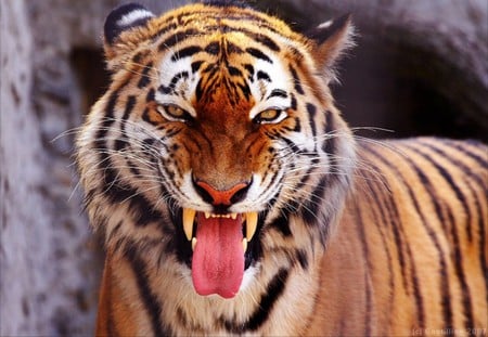 GRRRRRRRRRRR.......... - canines, cats, tiger, tongue, cat