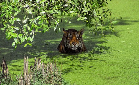 IS TOO GREEN HERE - bath, water, tiger, green