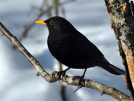 Blackbird - yellow beak, branch, tree, black, small