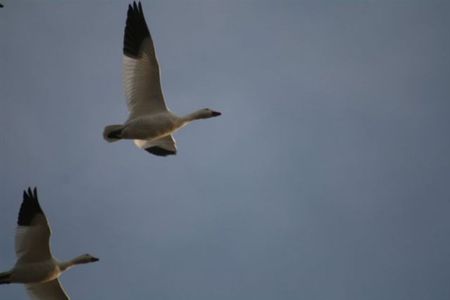 birds - animal, sky, autumn, animals