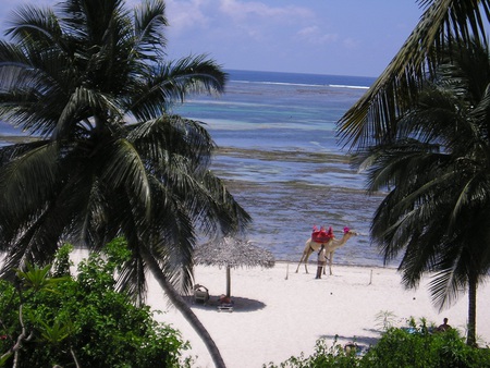 Free Transport - camel, palms, beach, sea, kenya