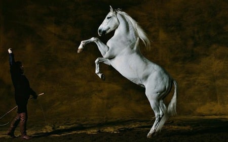 Rearing Up - white, horses, spanish, andalusian, stallions