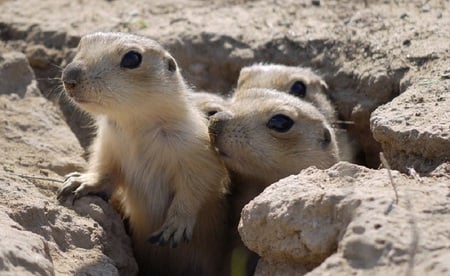 Groundhog Day - groundhog, rodent, earth, animal