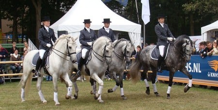 Cuadriga - white, horses, spanish, greys, andalusians