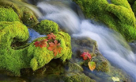 Moss Bank - moss, stream, bank, leaves