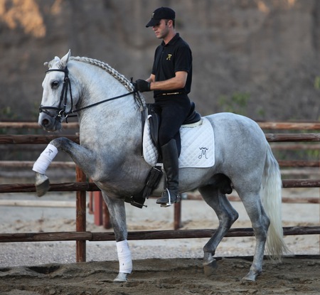 Grey Andy - horses, spanish, grey, andalusian, dressage