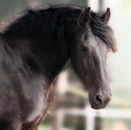 Friesian Mare - horses, friesian, mare, black, holland, dutch