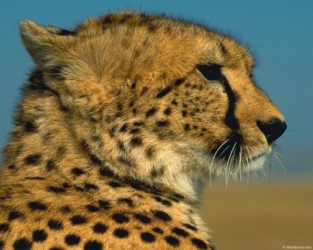 Proud - proud, spots, cheetah, cat