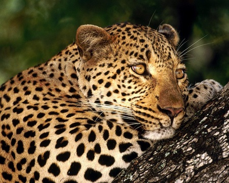 Leopard - tree, leopard, cat, eyes