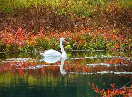 Autumn swan - red, water, leaves, yellow, lake, swan, orange, autumn, green