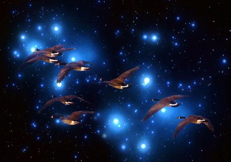 Star flight - geese, birds, blue, flight, night, stars, migration, sky