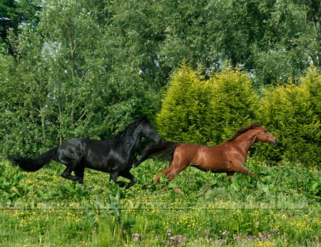 Running Free - horses, free, forest, wild, black, chestnut