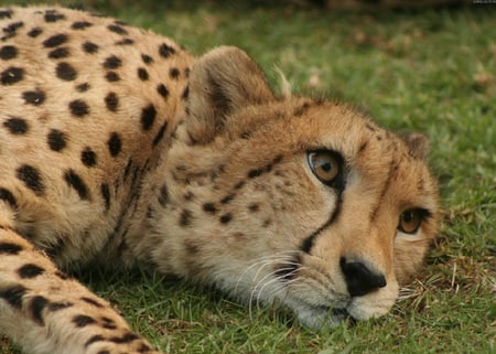 Cheetah - spots, cheetah, lying, cat