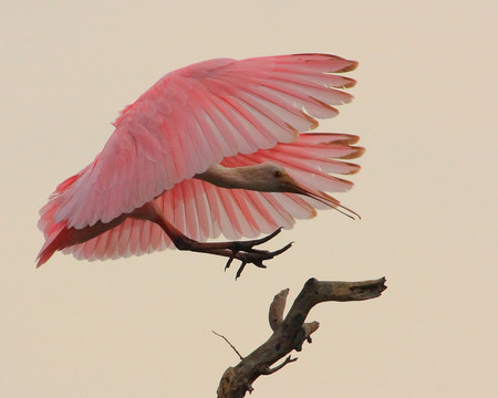 Roses Landing - roseate, tree, spoonbill, landing