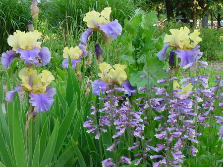 Bright And Beautiful Irises