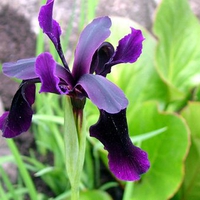 Purple Iris