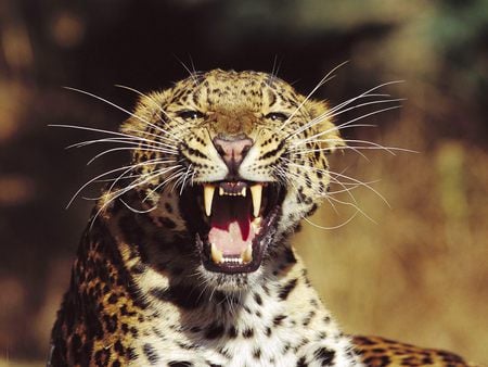 Leopard - wild cat species, wild animal, leopard, cat